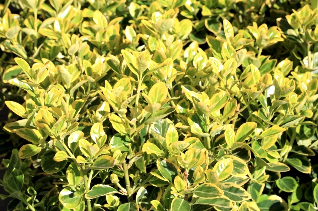 Alacalı Taflan Fiyatları - Taflan Çeşitleri