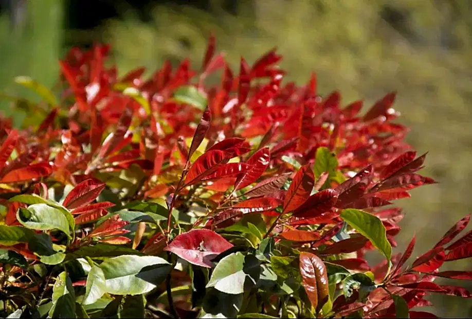 Alev Bodur - Bodur Alev Fiyatları