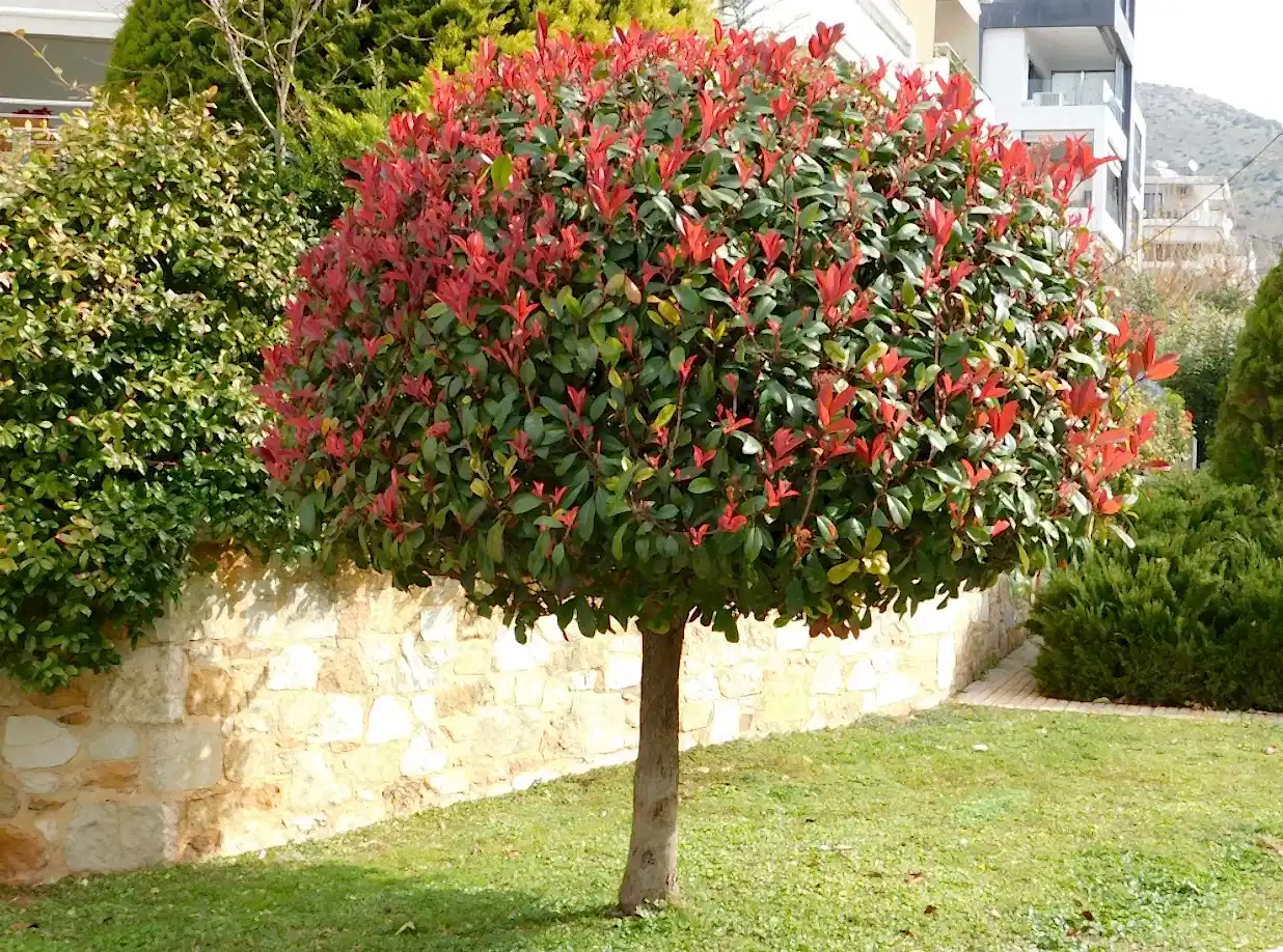 Alev Ağacı Fiyatları - Photinia Fraseri Red Robin