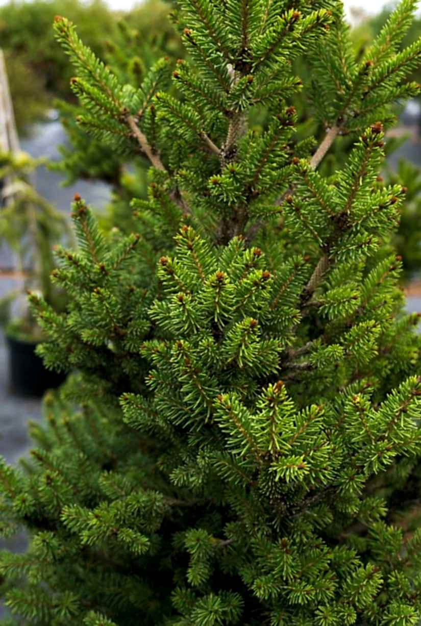 Batı Ladini - Avrupa ( Batı) Ladini Fidanı Fiyatları