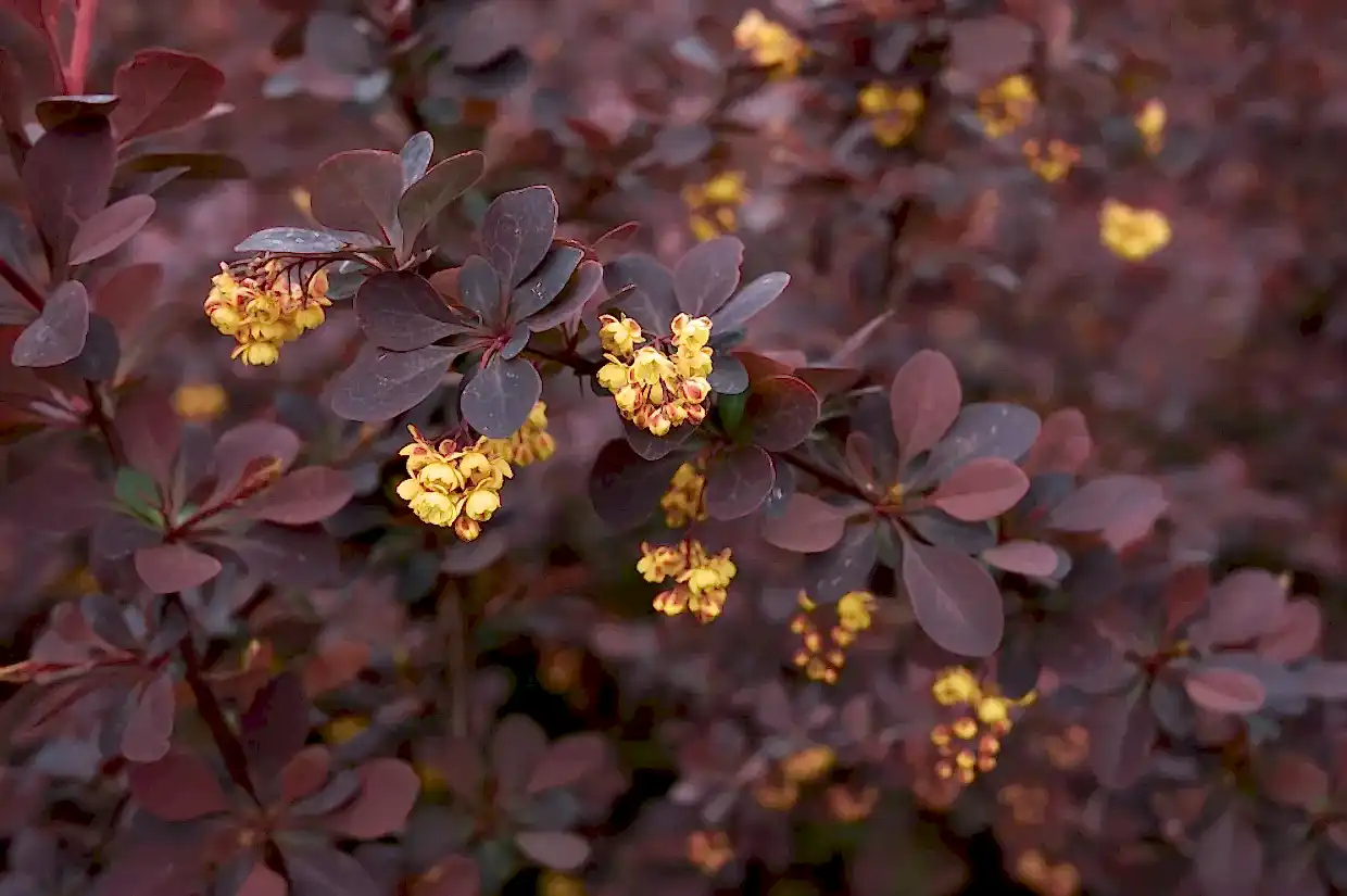 Bordo Yapraklı Berberis - Kırmızı Berberis Fiyatları