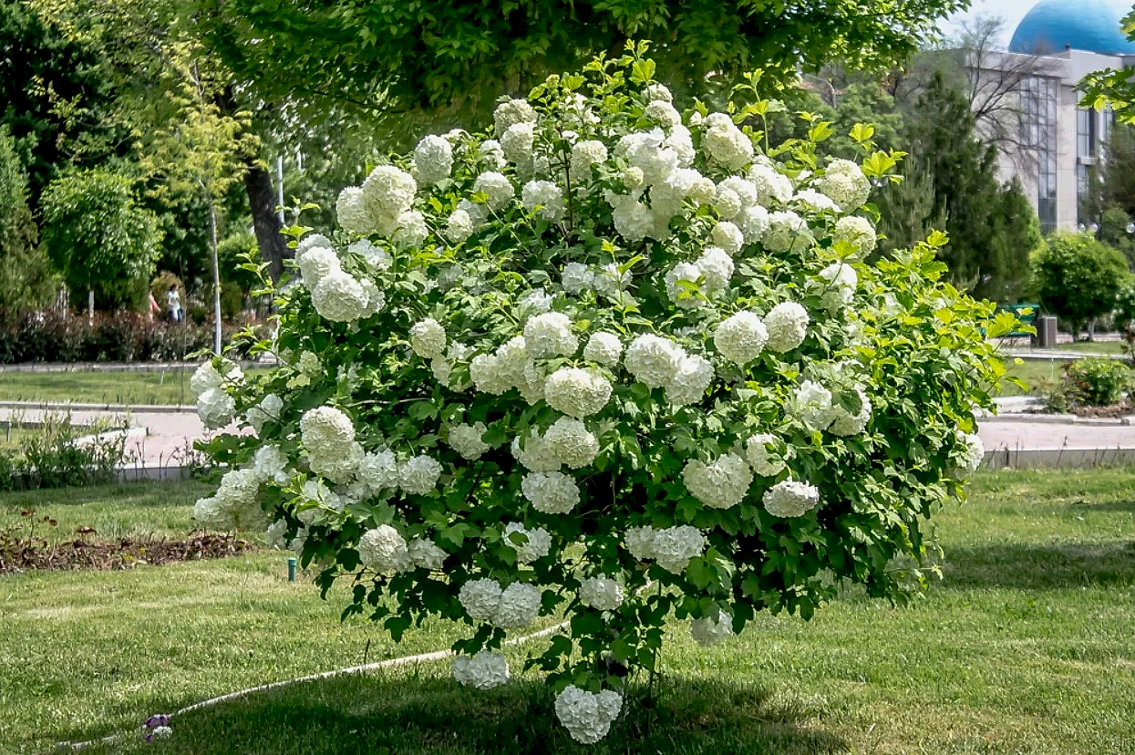 Çınar Yapraklı Kartopu Fidanı Fiyatları