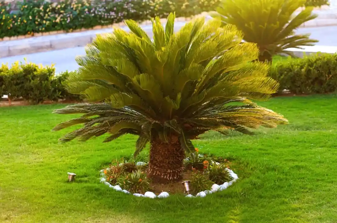 Cycas Revoluta - Japon Sago Palmiyesi