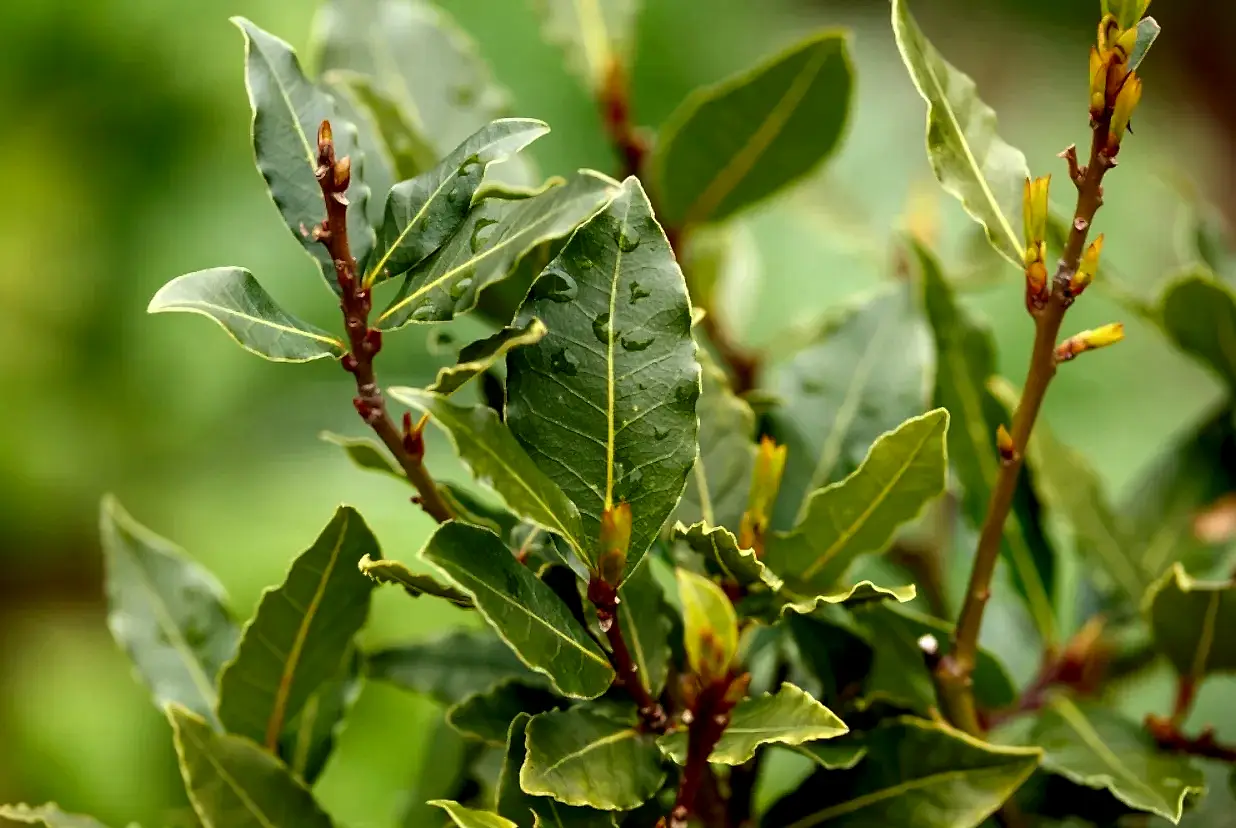 Defne Fidanı Fiyatları ve Özellikleri