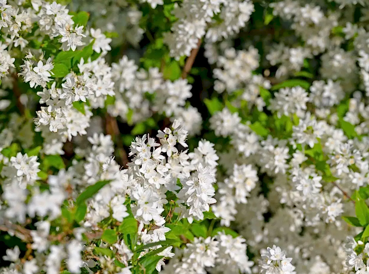 Havlu Püskülü Fidanı - Havlu Püskülü Özellikleri