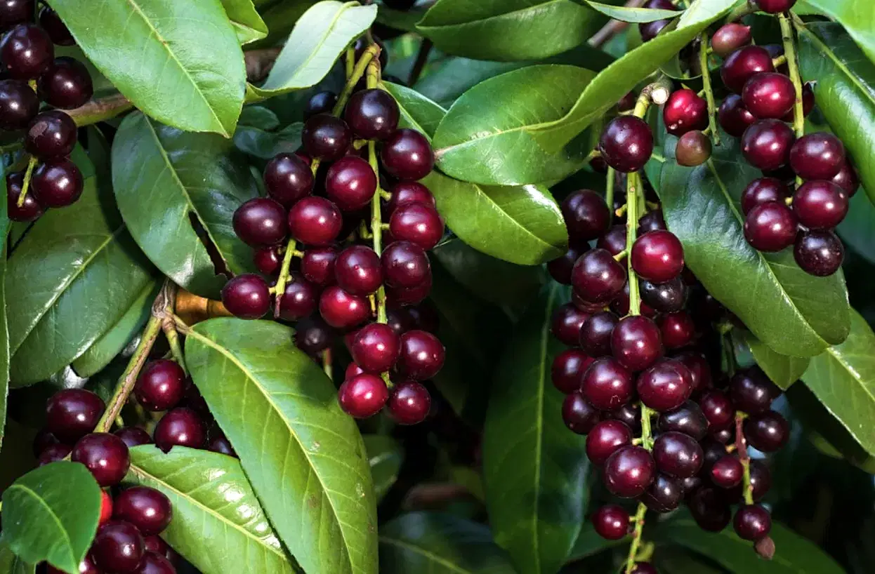 Karayemiş Fidanı Fiyatları