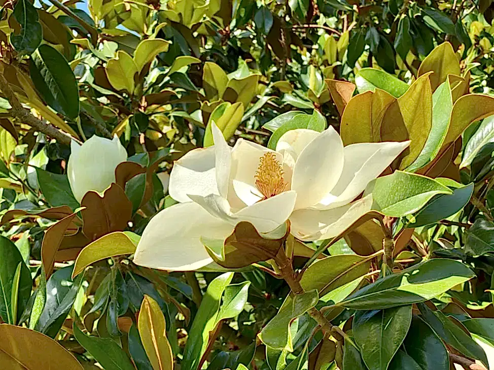 Manolya Ağacı Fidanı - Manolya Fidanı Fiyatları