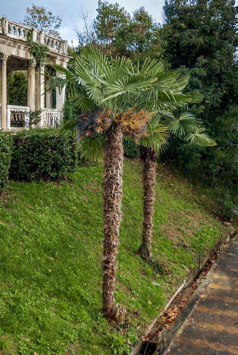 Tüylü Palmiye Ağacı Fiyatları