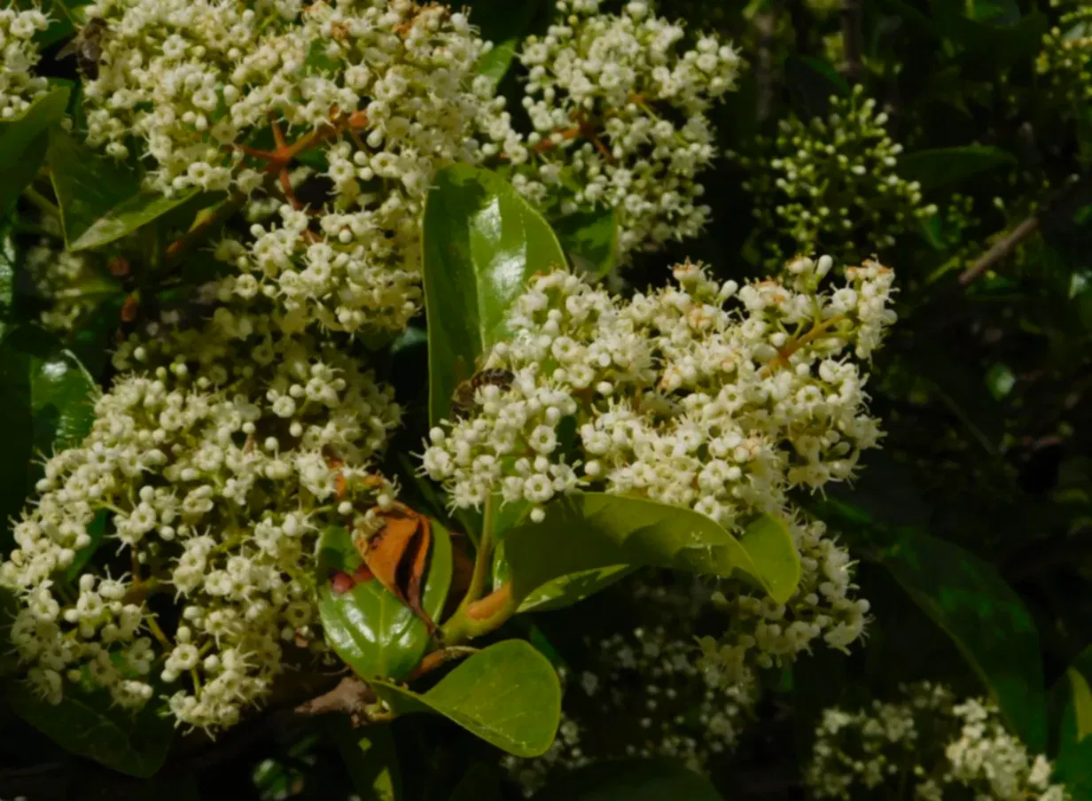 Yağlı Kartopu Fiyatları - Yağlı Kartopu Çiçeği