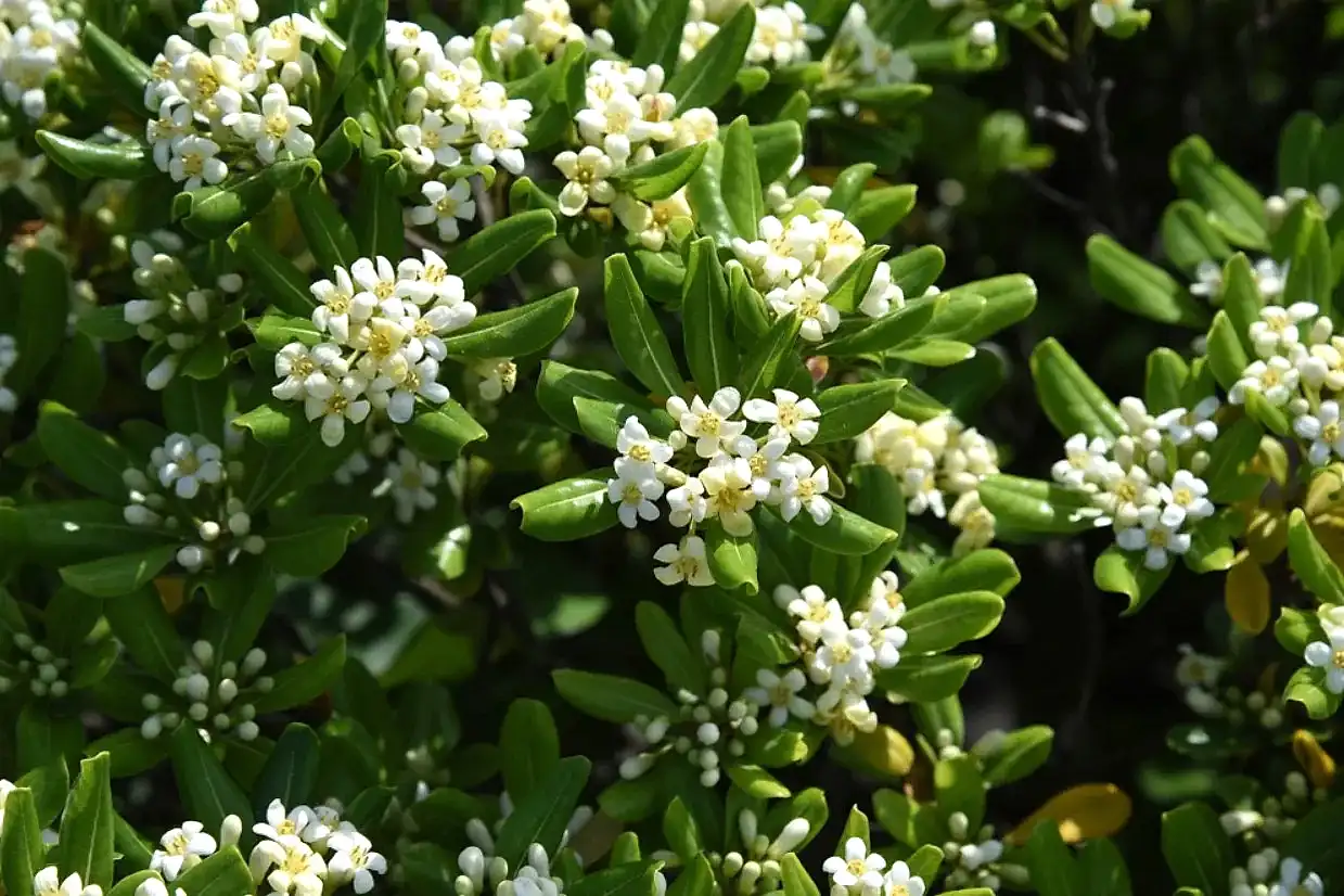 Yıldız Çalısı Pittosporum Tobira - Çiçek Fiyatları