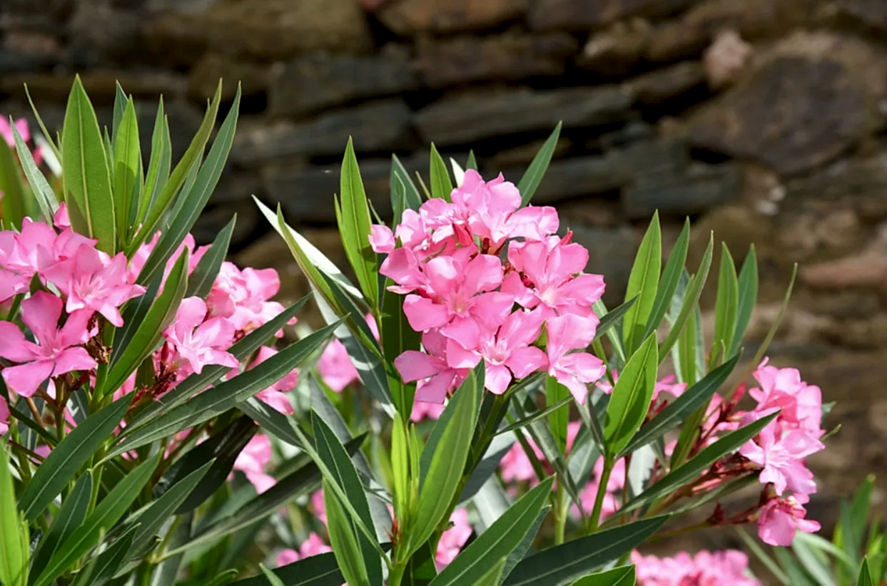 Zakkum Çiçek Çeşitleri ve Fiyatları